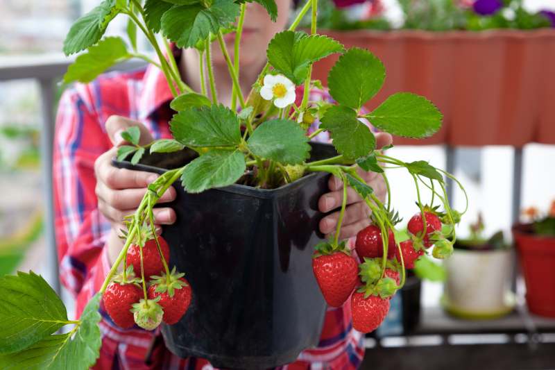 Uprawa truskawek w doniczce na balkonie – wybór odmian, termin sadzenia i metody pielęgnacji