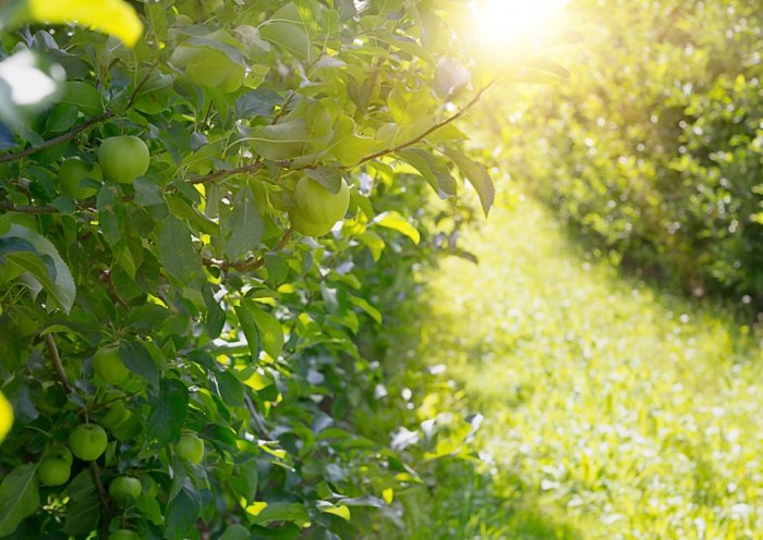 Drzewka owocowe: jak dbać o nie od wiosny przez cały rok