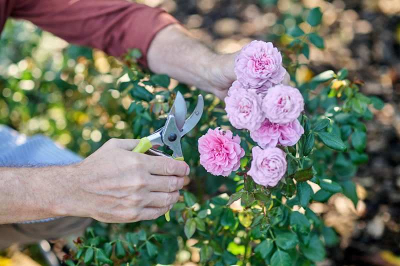 Najważniejsze błędy w uprawie róż: jeśli ich unikniesz, róże będą pięknie kwitły.