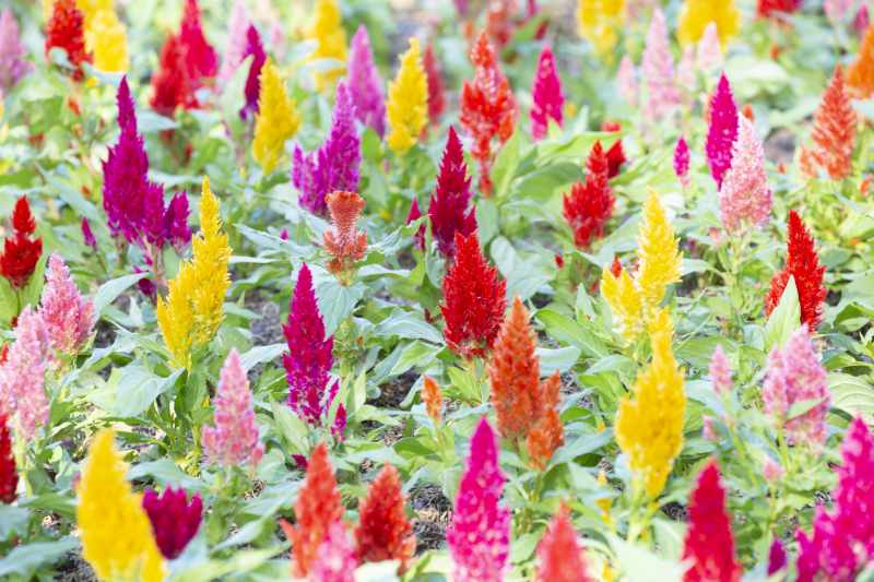 Kolorowy ogród – jak zrealizowac marzenie