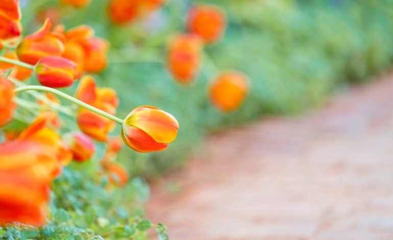 Rośliny o pomarańczowych kwiatach – jakie kwiaty o tej barwie możemy znaleźć w naszym ogrodzie?