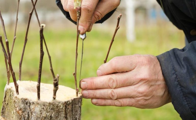 Powstawanie popularnych odmian drzew szczepionych na pniu poprzez szczepienie na pniu drzewnym