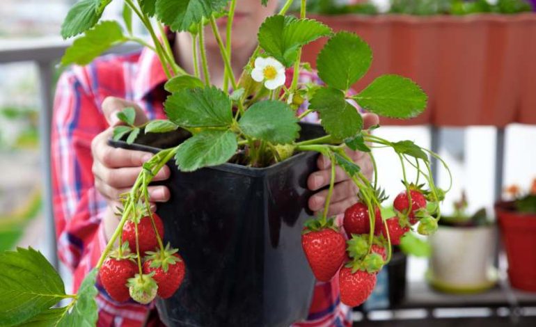 Uprawa truskawek w doniczce na balkonie – wybór odmian, termin sadzenia i metody pielęgnacji