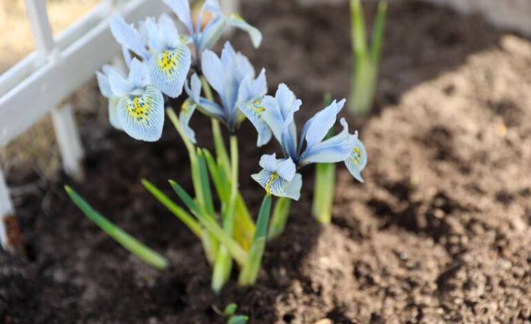 Narcyzy – idealne kwiaty wiosenne! Jak pielęgnować narcyzy w ogrodzie? Kluczowy jest okres sadzenia bulw.