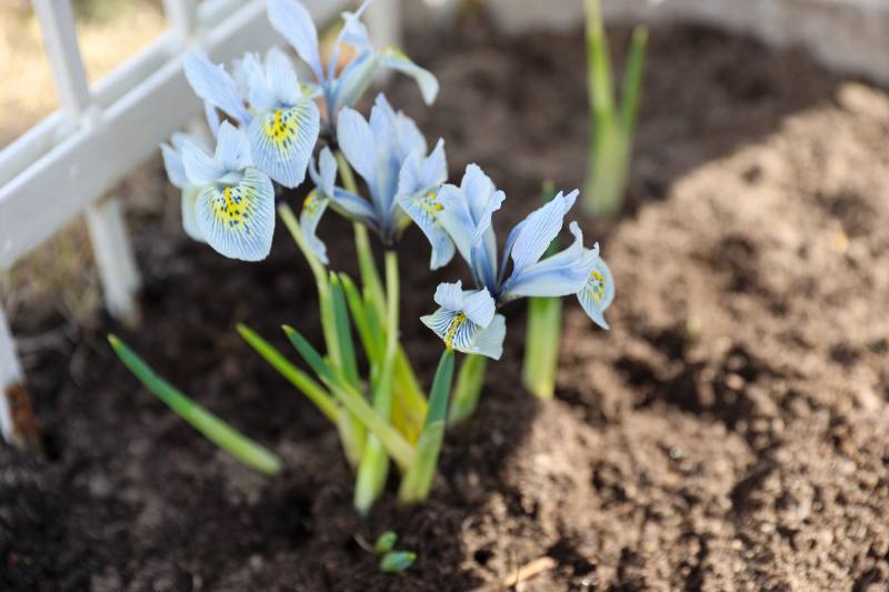 Narcyzy – idealne kwiaty wiosenne! Jak pielęgnować narcyzy w ogrodzie? Kluczowy jest okres sadzenia bulw.
