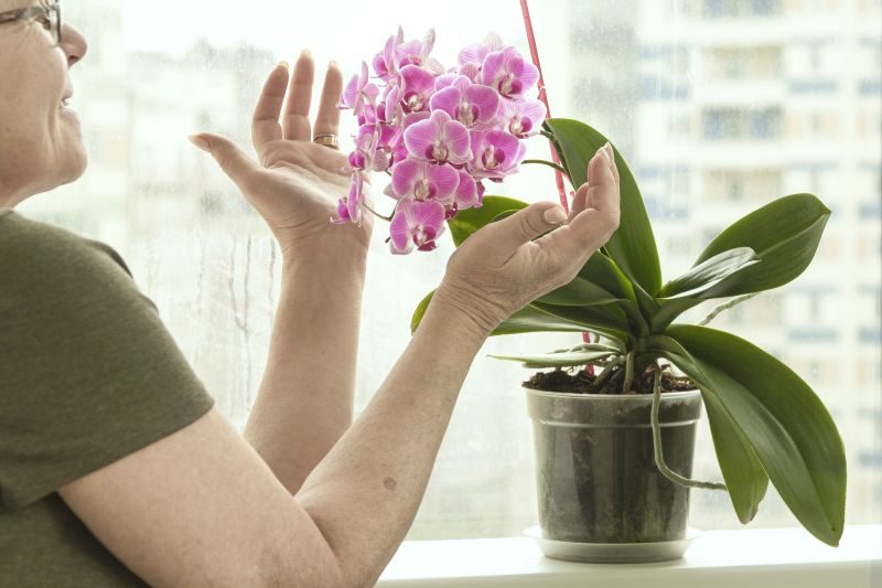 Jak podnieść wilgotność powietrza w przypadku kwiatów doniczkowych?